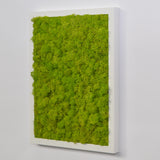 Preserved lichen painting in white - light green frame