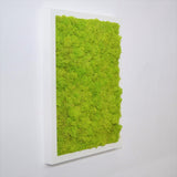 Preserved lichen painting in white - light green frame