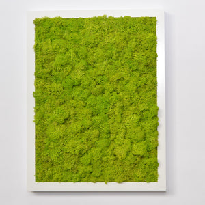 Preserved lichen painting in white - light green frame