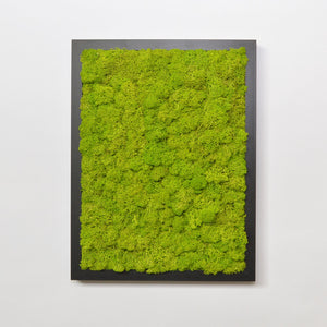 Black frame stabilized lichen painting