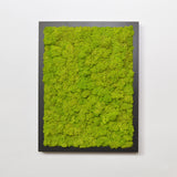 Black frame stabilized lichen painting