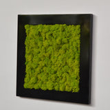 Black lacquered stabilized lichen picture