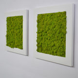 Quadro licheni stabilizzati laccato bianco