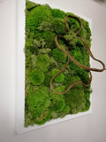 Natural stabilized moss picture with liana in white frame