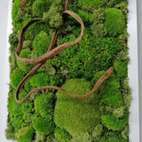 Natural stabilized moss picture with liana in white frame