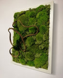 Natural stabilized moss picture with liana in white frame