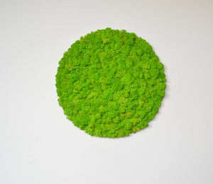 Circular wall panel light green stabilized lichens