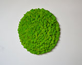 Circular wall panel light green stabilized lichens